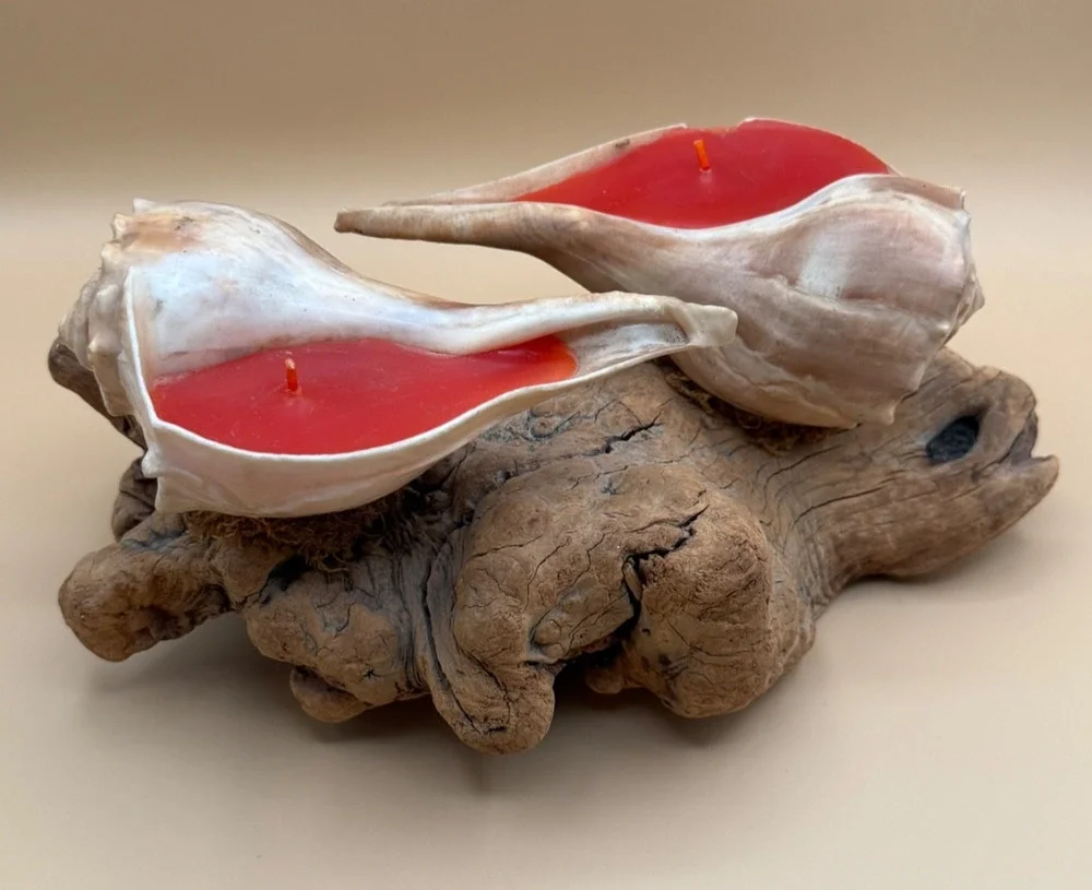 🐚 Vintage Seashell Candle Holder Driftwood Base Miami Florida Beach Decor